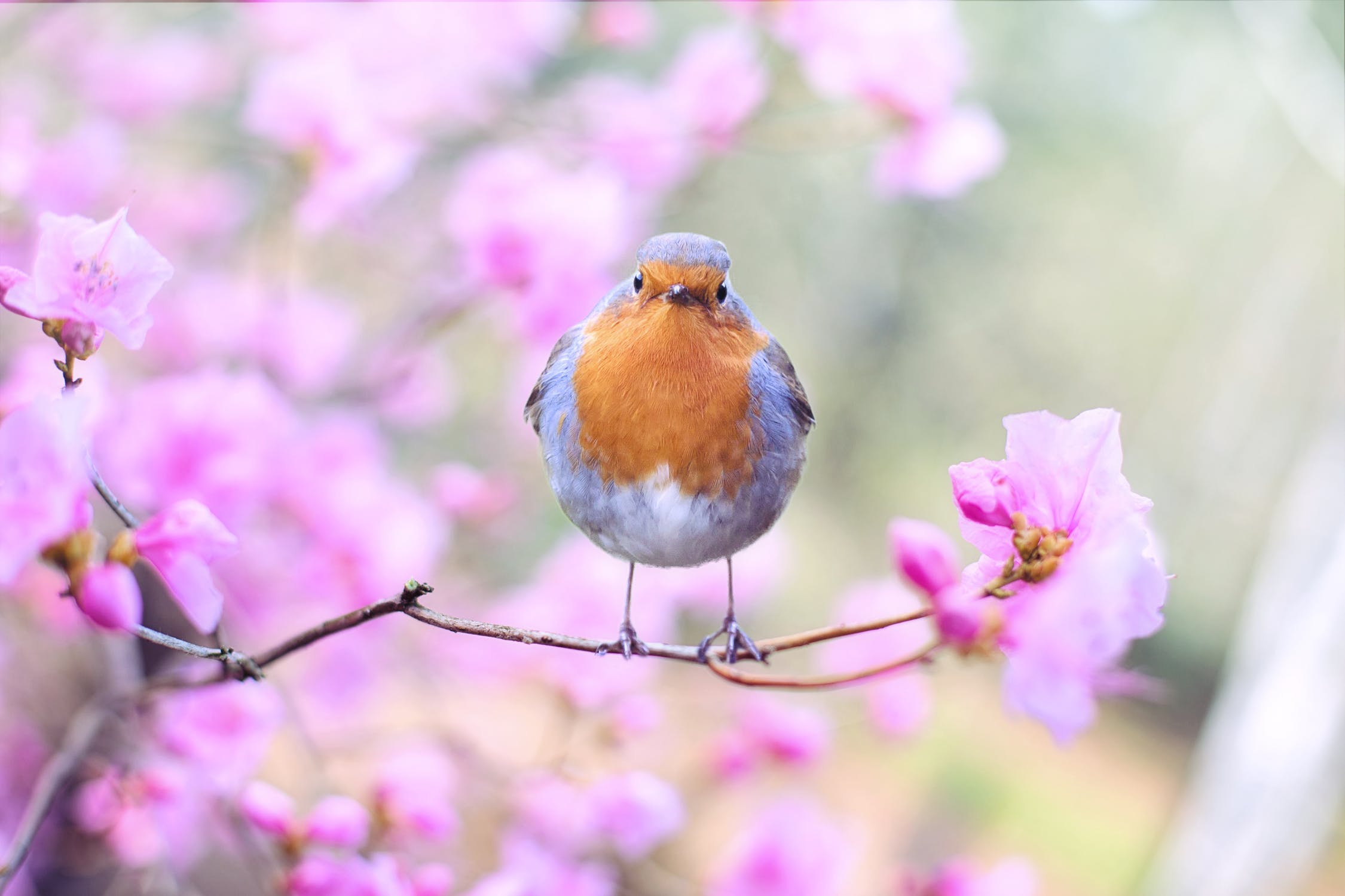 Wann sollen Gartenvögel gefüttert werden